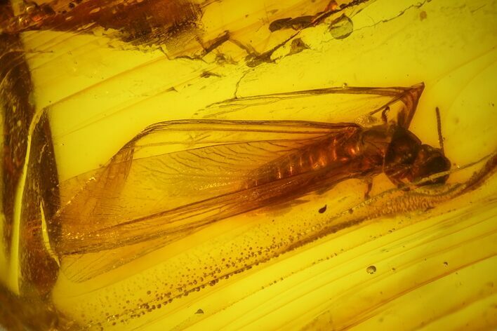 Detailed Fossil Winged Termite (Isoptera) In Baltic Amber #135062